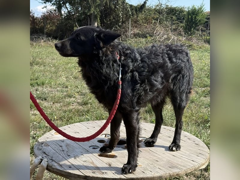 Tego ein Prachtexemplar mit Vergangenheit