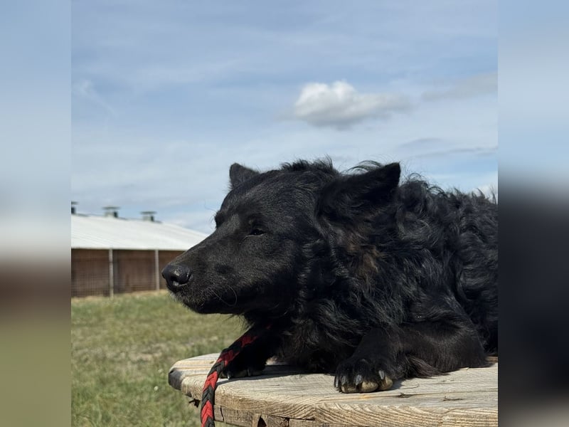 Tego ein Prachtexemplar mit Vergangenheit