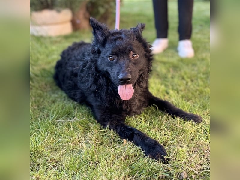 Piko ein schwarzer Sonnenschein