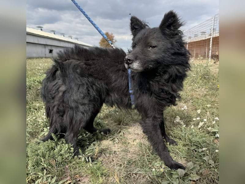 Medo ein besonderer Schatz