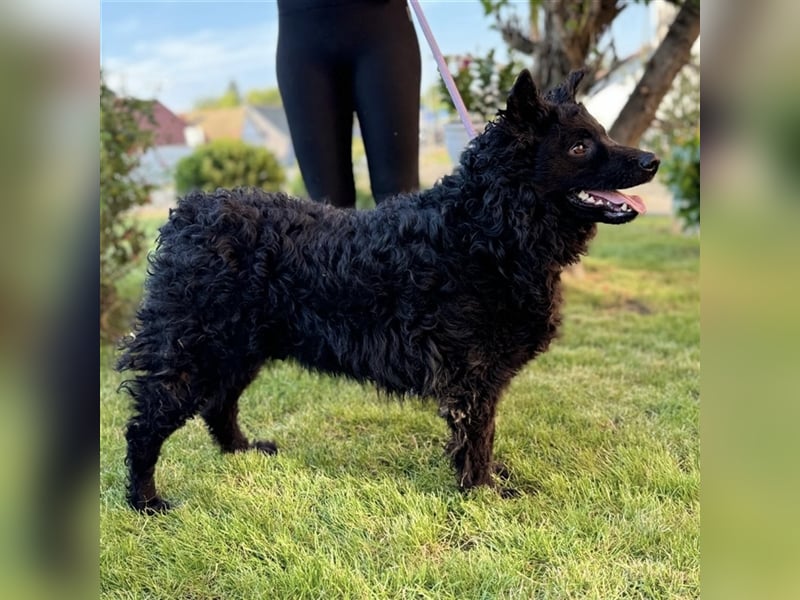 Piko ein schwarzer Sonnenschein