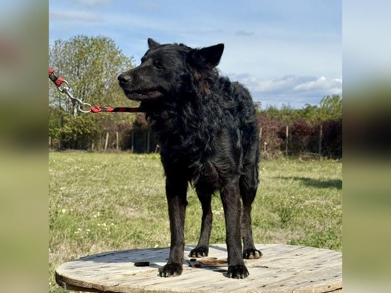 Tego ein Prachtexemplar mit Vergangenheit