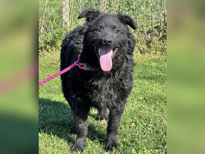 Brik - ein pummeliger Spatz