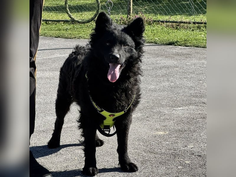 Lucian ein Prachtexemplar