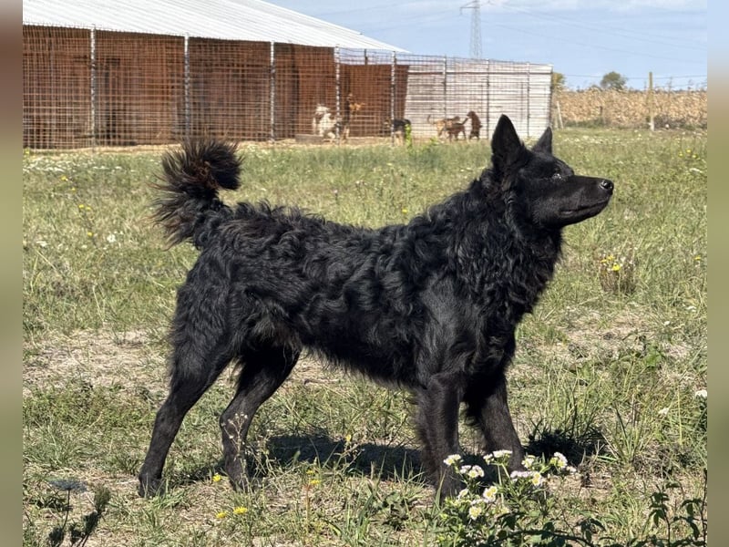 Tego ein Prachtexemplar mit Vergangenheit