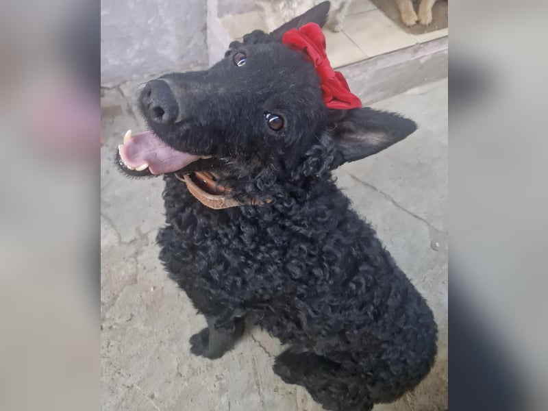 Ruška eine absolut liebenswerte Hündin