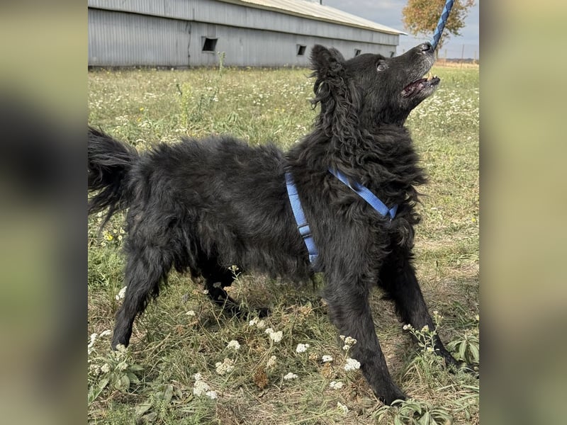 Medo ein besonderer Schatz