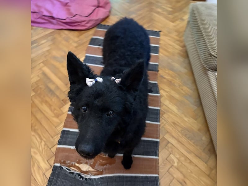 Ruska eine sehr liebe Hündin