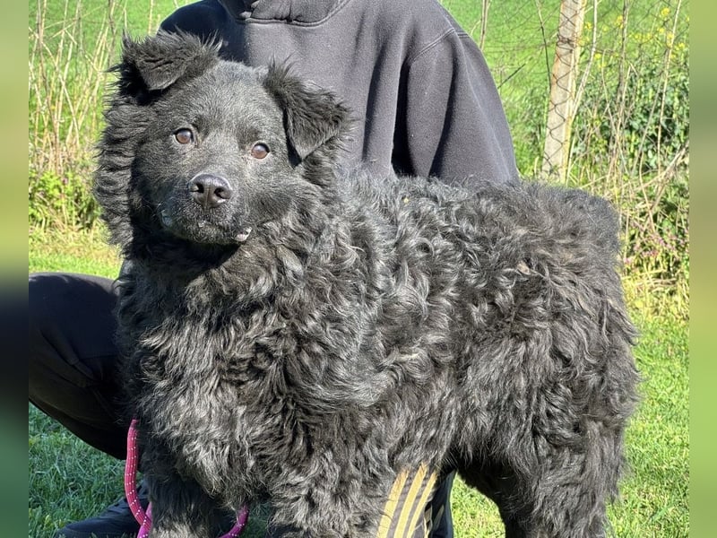 Brik - ein pummeliger Spatz