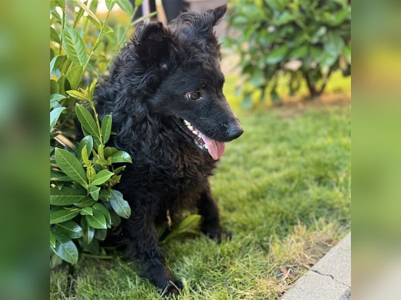 Piko ein schwarzer Sonnenschein