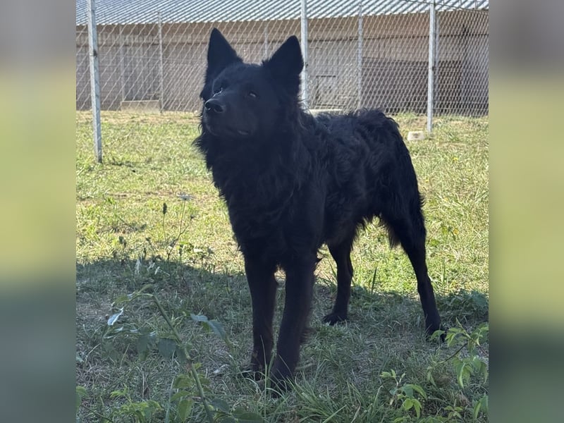 Tego ein Prachtexemplar mit Vergangenheit