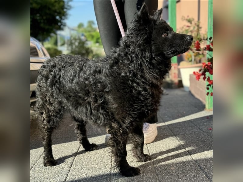 Piko ein schwarzer Sonnenschein