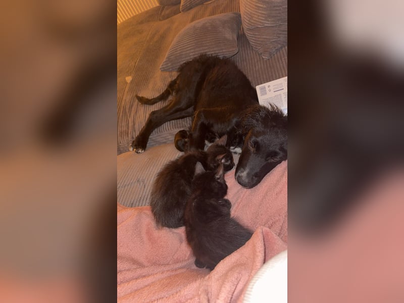 Kroatischer Schäferhund-Welpe sucht ein liebevolles Zuhause