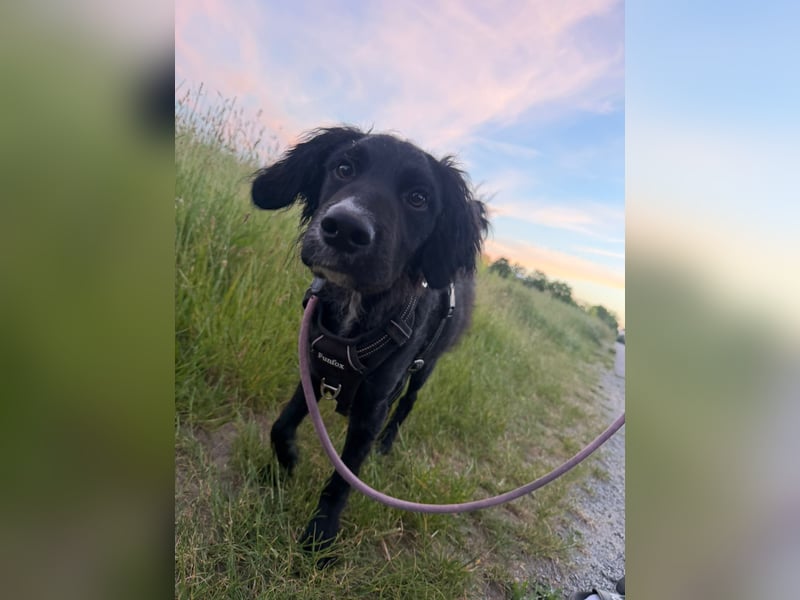 Kroatischer Schäferhund-Welpe sucht ein liebevolles Zuhause
