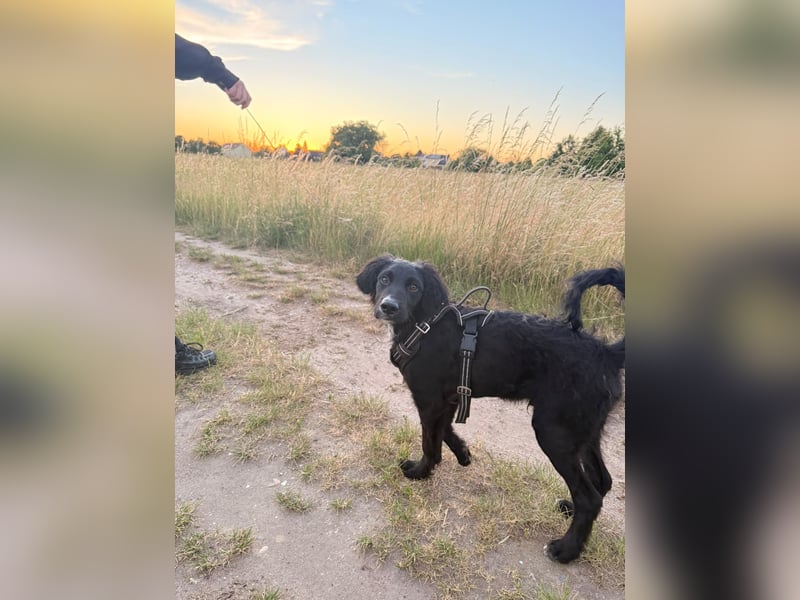 Kroatischer Schäferhund-Welpe sucht ein liebevolles Zuhause
