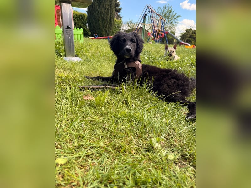 Kroatischer Schäferhund-Welpe sucht ein liebevolles Zuhause