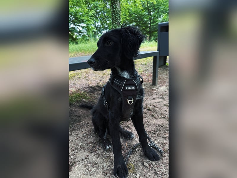 Kroatischer Schäferhund-Welpe sucht ein liebevolles Zuhause