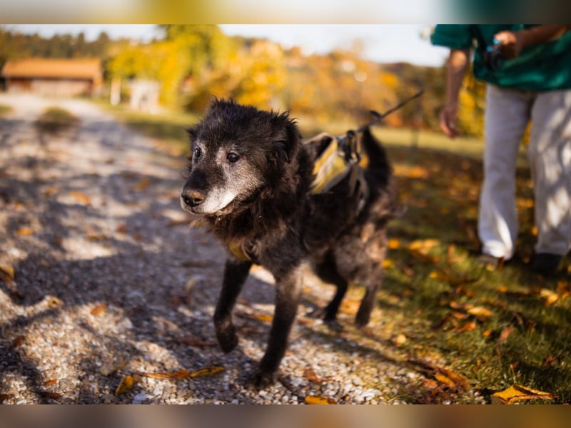 Kroatischer Schäfi-OldBoy ♥Billy♥ Senior sucht Treue & Liebe