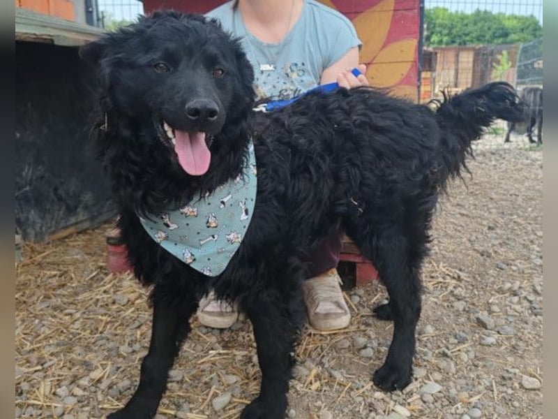 Lolek ❤️ verspielt, verschmust + treu!