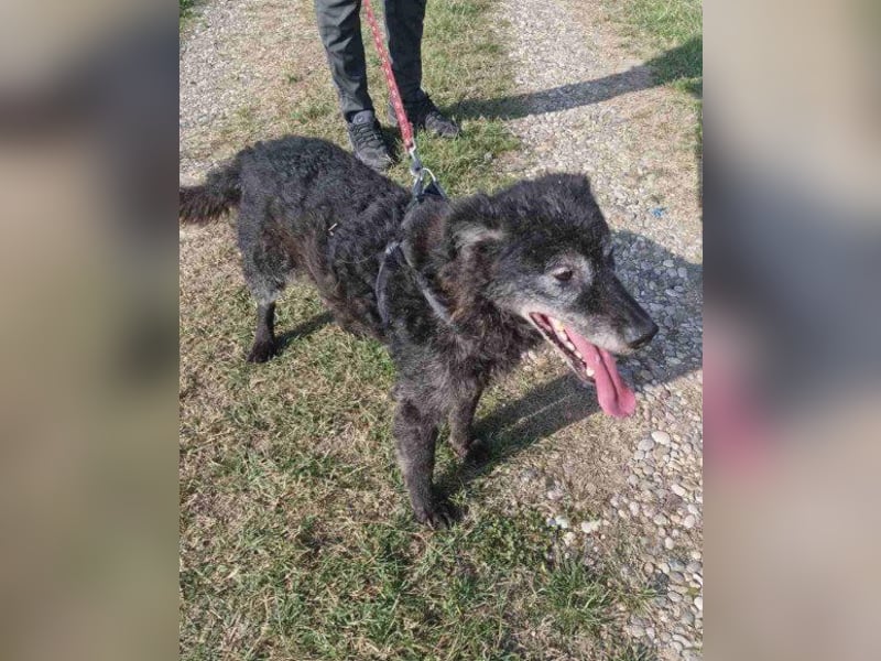 OldBoy ♥Billy♥ Senior sucht Treue & Liebe