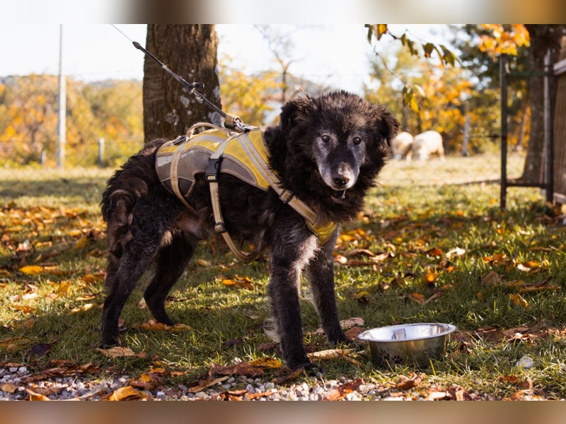 Toller OldBoy ♥ Billy ♥ Senior sucht noch nach Treue & Liebe