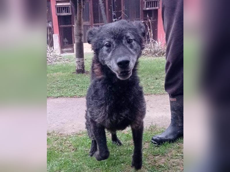 OldBoy ♥Billy♥ fitter Senior sucht sein treues & liebevolles Zuhause