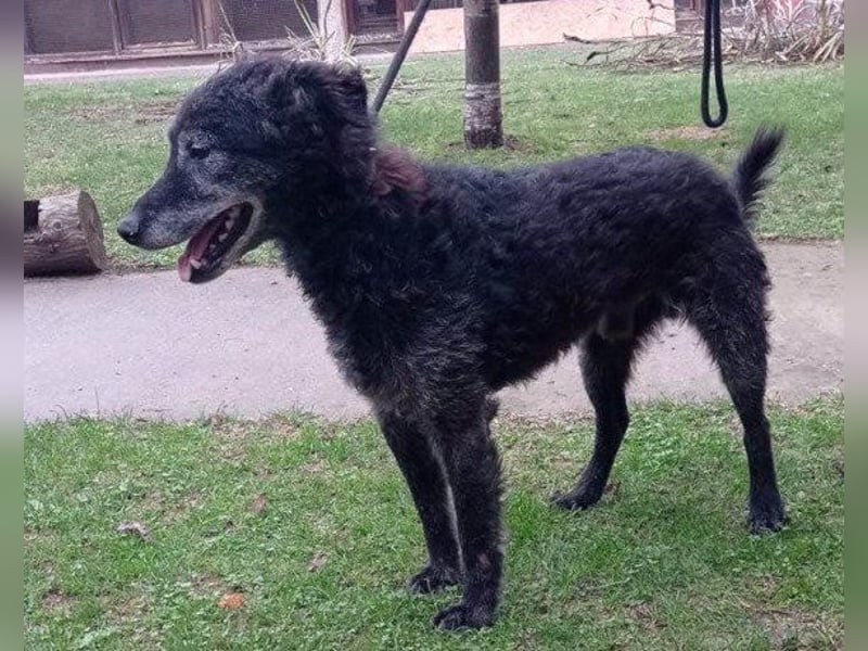 OldBoy ♥ Billy ♥ Senior sucht Treue & Liebe