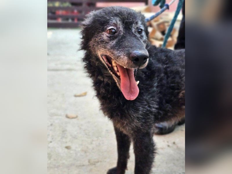 Kroatischer Schäfi-OldBoy ♥Billy♥ Senior sucht Treue & Liebe