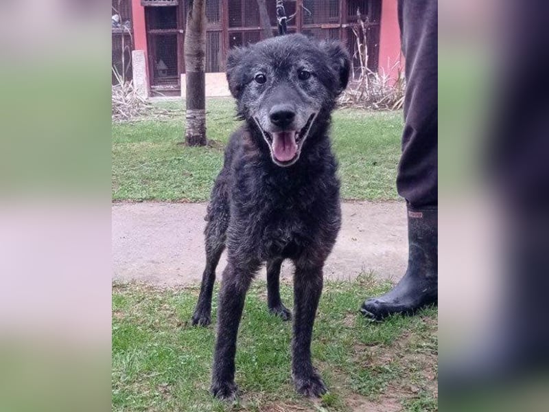 OldBoy ♥Billy♥ fitter Senior sucht sein treues & liebevolles Zuhause