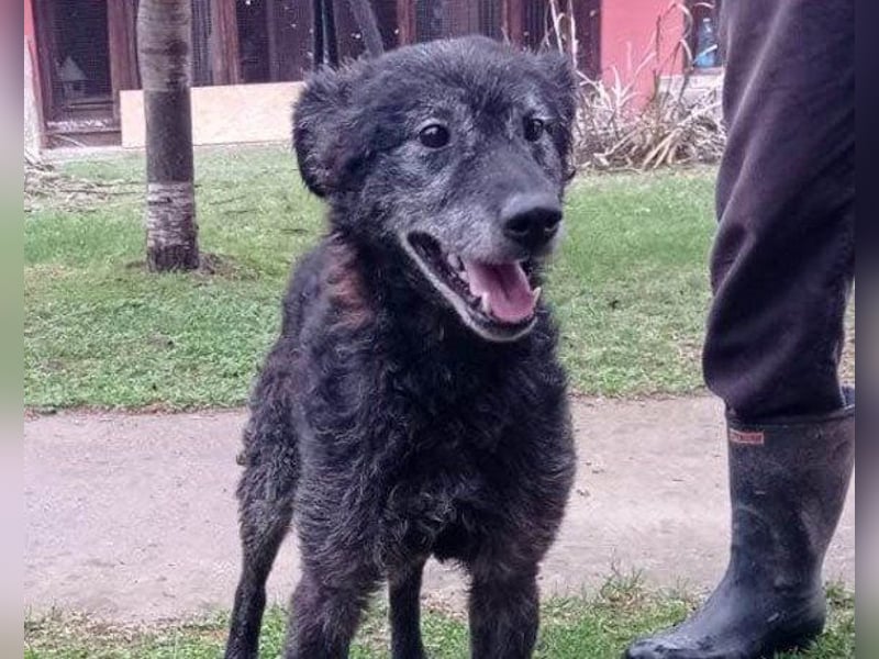 Toller OldBoy ♥ Billy ♥ Senior sucht noch nach Treue & Liebe