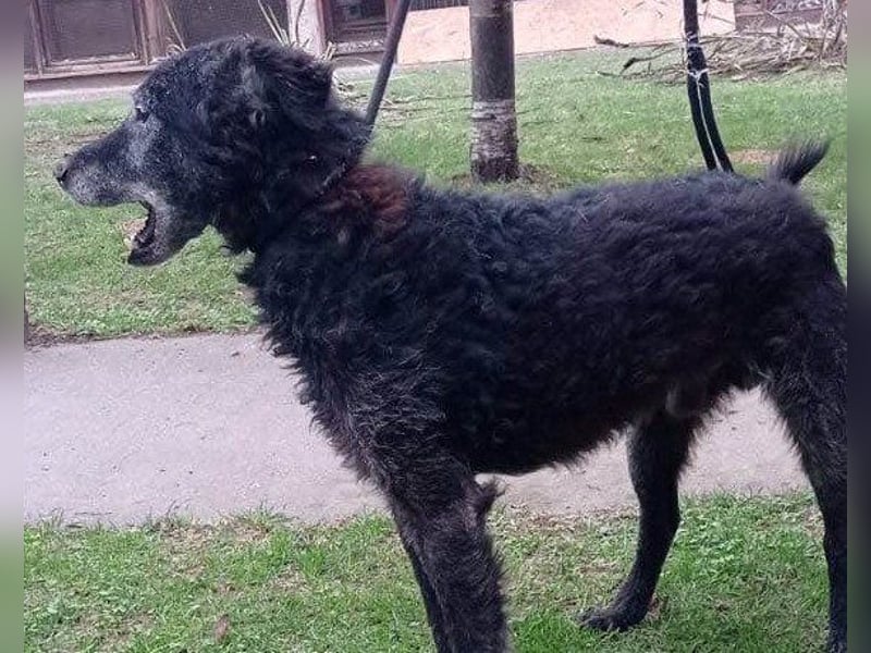 OldBoy ♥Billy♥ Senior sucht Treue & Liebe