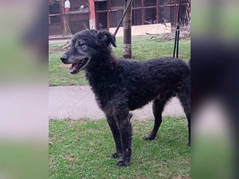 OldBoy ♥Billy♥ fitter Senior sucht sein treues & liebevolles Zuhause