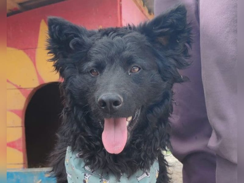 Lolek ❤️ verspielt, verschmust + treu!