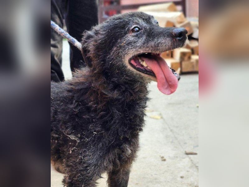 OldBoy ♥Billy♥ fitter Senior sucht sein treues & liebevolles Zuhause