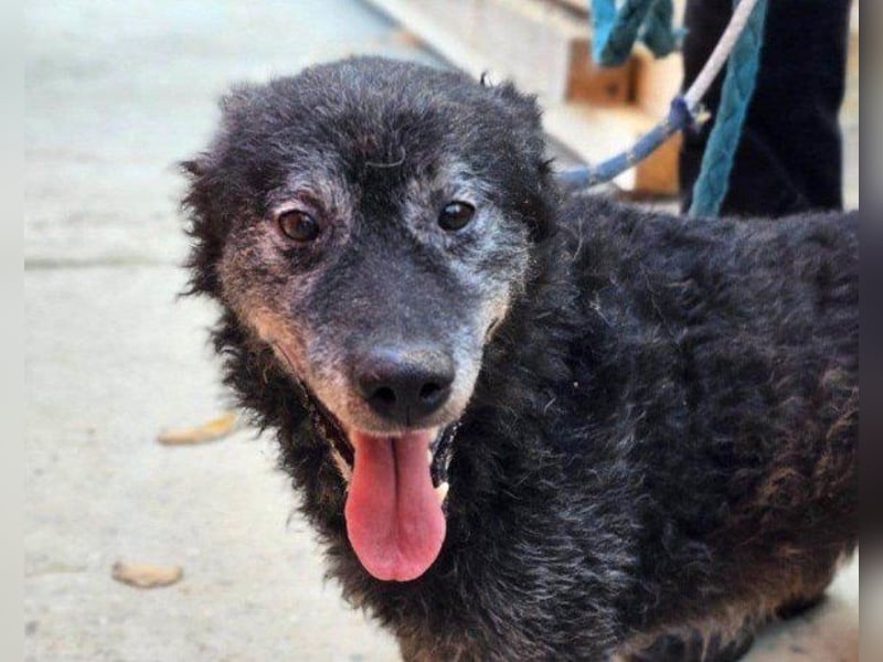 OldBoy ♥Billy♥ Senior sucht Treue & Liebe