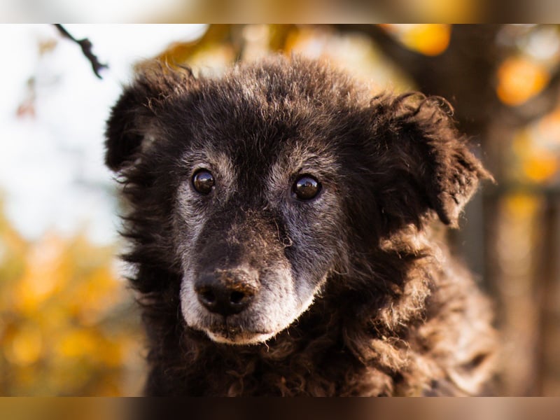 Kroatischer Schäfi-OldBoy ♥Billy♥ Senior sucht Treue & Liebe