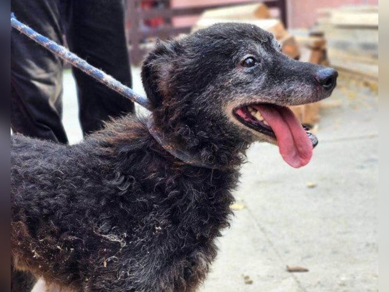 OldBoy ♥ Billy ♥ Senior sucht Treue & Liebe