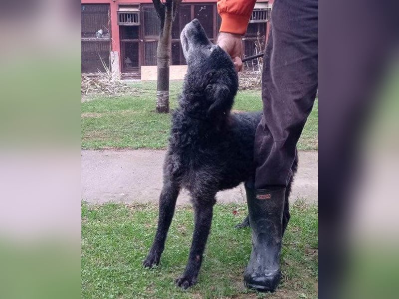Kroatischer Schäfi-OldBoy ♥Billy♥ Senior sucht Treue & Liebe