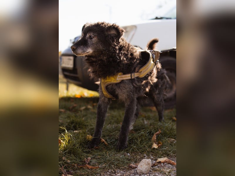 OldBoy ♥Billy♥ Senior sucht verdiente Treue & Liebe - für immer