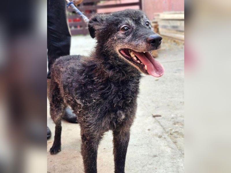 OldBoy ♥Billy♥ fitter Senior sucht sein treues & liebevolles Zuhause