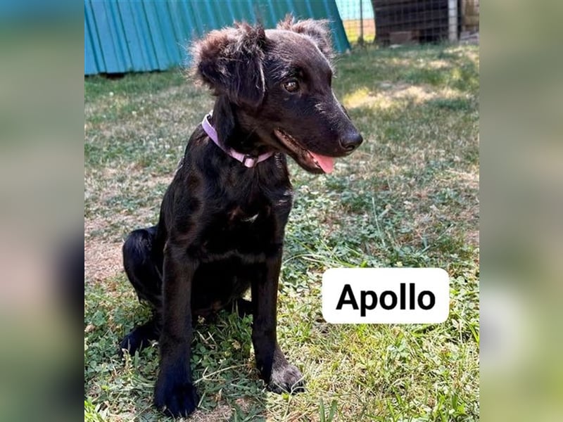 ❤️ Apollo