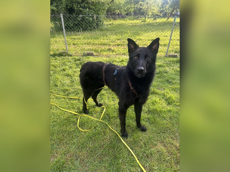 Kroatischer Schäfer Mix Bumbo sucht ein Zuhause