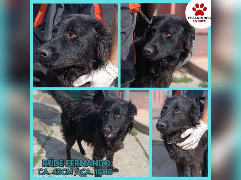 Lieber Kroatischer Schäferhund Mix Fernando sucht seine Menschen