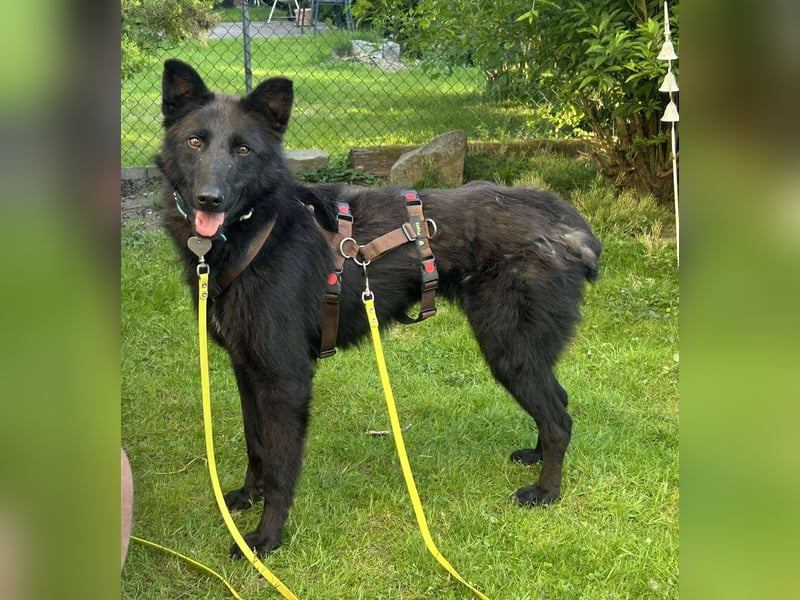 Kroatischer Schäfer Mix Bumbo sucht ein Zuhause