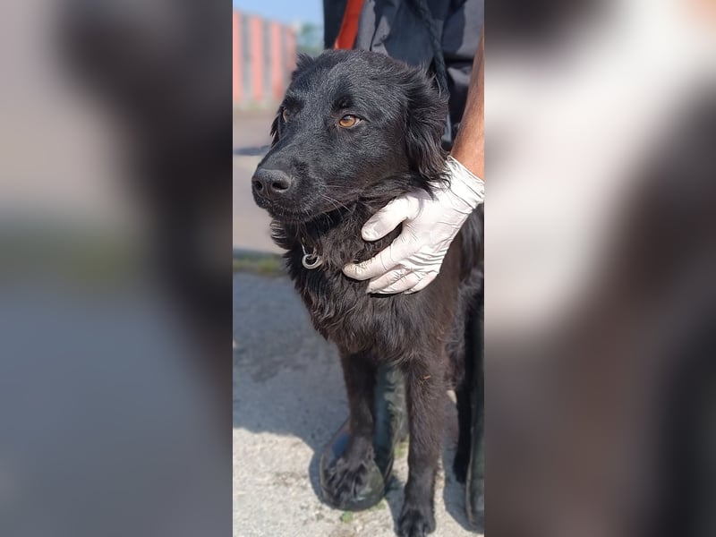 Lieber Kroatischer Schäferhund Mix Fernando sucht seine Menschen