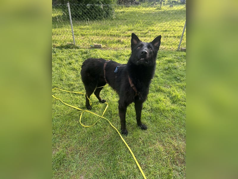 Kroatischer Schäfer Mix Bumbo sucht ein Zuhause