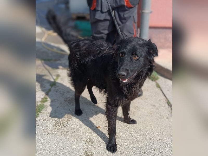 Lieber Kroatischer Schäferhund Mix Fernando sucht seine Menschen