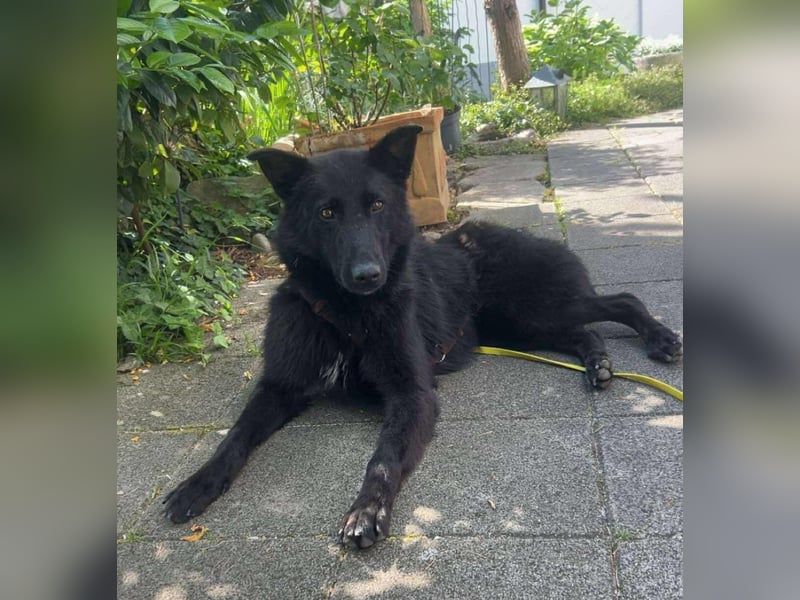 Kroatischer Schäfer Mix Bumbo sucht ein Zuhause