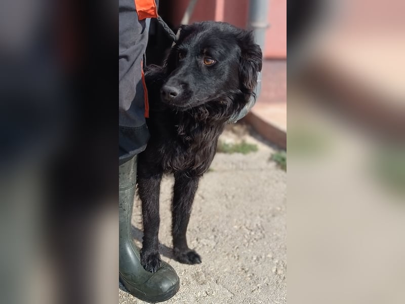Lieber Kroatischer Schäferhund Mix Fernando sucht seine Menschen