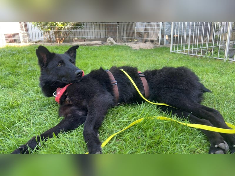 Kroatischer Schäfer Mix Bumbo sucht ein Zuhause